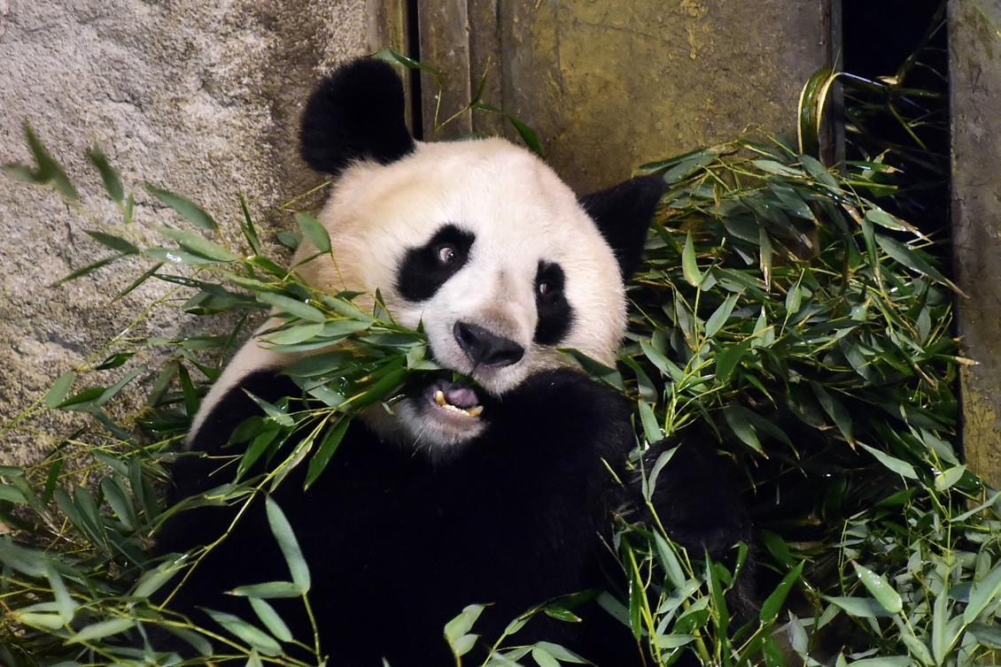 

Pandan Hua Zui Ba äter bambu i Madrids Zoo. Foto: Gerard Julien/AFP/Getty Images)                                                                                        