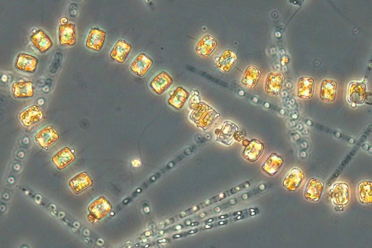 





I slutet på mars var årets vårblomning i full gång. I mikroskop kan man se de vackra kiselalgerna på nära håll: Thalassiosira baltica i guld och Skeletonema marinoi i silver. Foto: Helena Höglander/Stockholms universitet                                                                                                                                                                                                                                                                         
