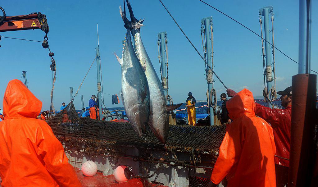 
Spanskt tonfiskfiske i maj 2015. Foto:Christina Quicler/AFP/Getty Images                                            