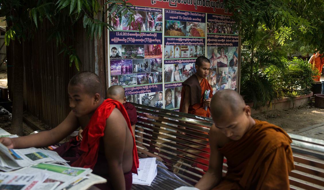 Oron i Burma får även munkarna att läsa tidningen. Foto: Lauren DeCicca/Getty Images