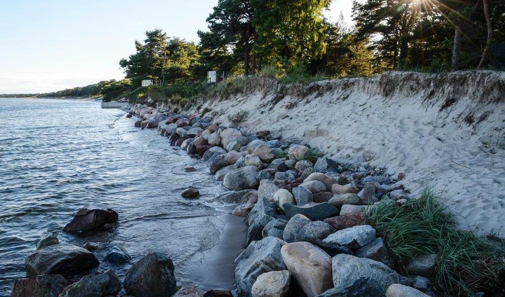 
Vid Strandvägen i Äspet i Åhus når havet nu ända upp till skogsbrynet. Stranderosion runt Skånes kust är ett växande problem. Foto: TT                                            