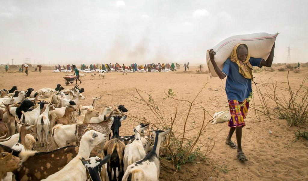 Sverige anslår mer pengar i humanitärt stöd en rad länder i världen, däribland Etiopien där 5,6 miljoner människor är utan mat efter flera år av torka. Arkivbild. Foto: Mulugeta Ayene AP/TT