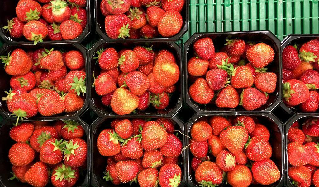 Den kalla försommaren gör att det just nu är ont om jordgubbar på marknaden. Foto: Torstein Bøe/NTB/TT