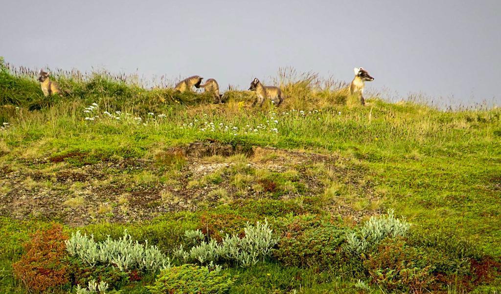 En fjällrävshona med sina valpar utanför lyan i Helagsfjällen. Bilden är tagen ett tidigare år. Foto:
Svenska Fjällrävsprojektet