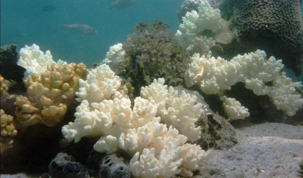 
Vanligtvis starkt röd-lila koraller av typen pocillopora utanför Thailands kust, blekta av för höga vattentemperaturer. Foto: Narumol Kornkanitnon-arkivbild                                            