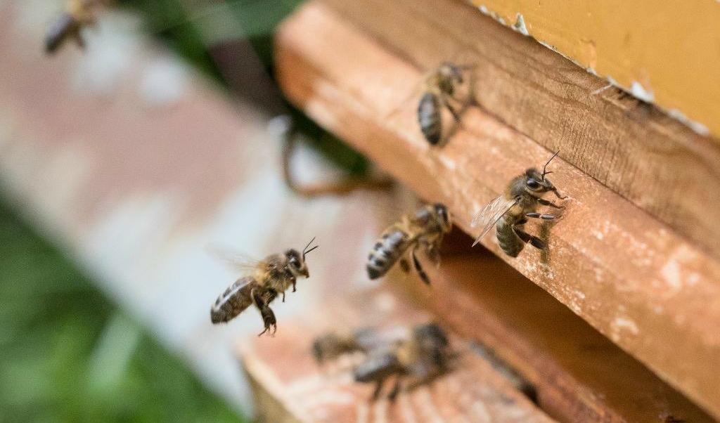 
Den kalla våren och försommaren har varit katastrofal för biodlarna. Jämfört med i fjol har årets honungsskörd halverats. Foto: Audun Braastad/TT-arkivbild                                            
