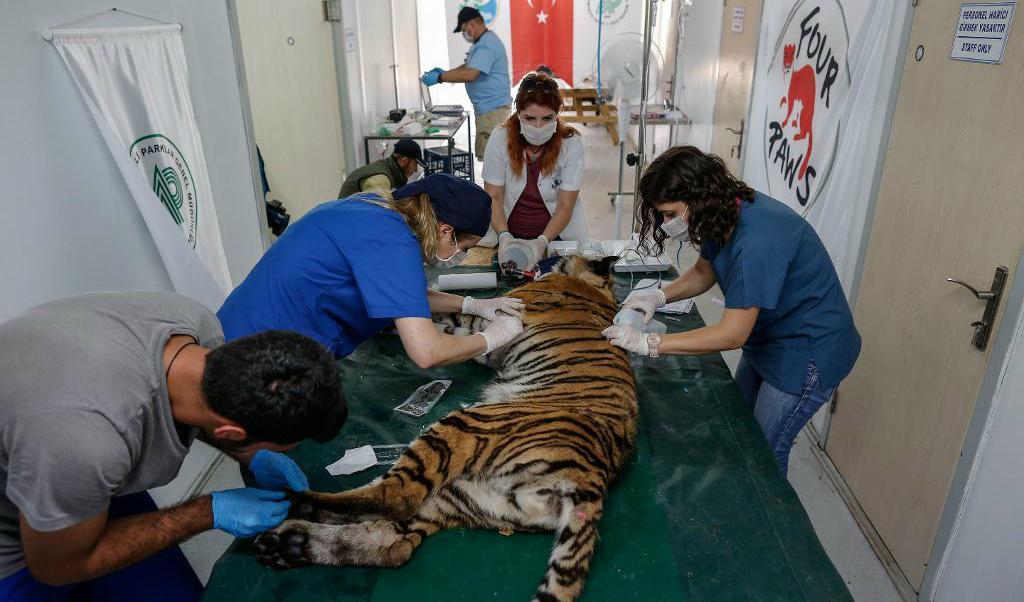 
En tiger under veterinärbehandling hos djurskyddsorganisationen Four Paws i Bursa efter att ha evakuerats från Syrien. Foto: TT                                            