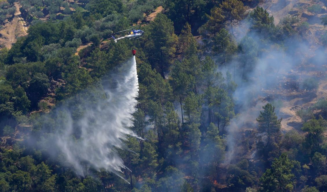 

En helikopter vattenbombar en brand i Portugal som pågått i en månad. 2 800 brandmän arbetar för att skydda hem i norra och centrala delarna av landet. Foto: Miguel Riopa/AFP/Getty Images                                                                                        