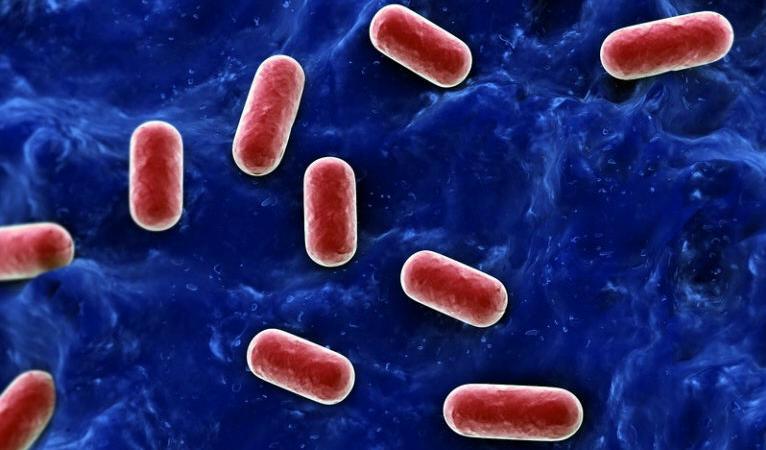 



Lactobacillus acidophilus – Bild: Crestock.com                                                                                                                                                                                