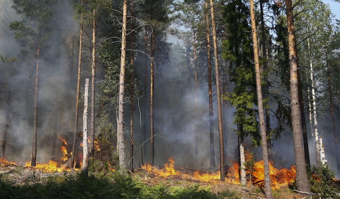 Läget bedöms vara minst lika allvarligt som vid tiden för skogsbranden i Västmanland 2014. Foto: Fredrik Persson / TT Arkivbild.