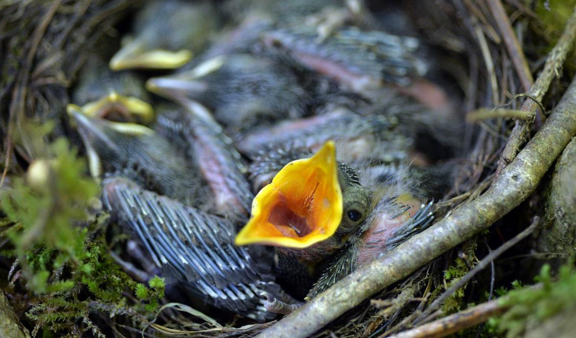 

Det varma vädret kan ge fågelungar värmeslag och göra att de lämnar sina bon i förtid. Foto: Kerstin Joensson/AP/TT/Arkivbild.                                                                                        
