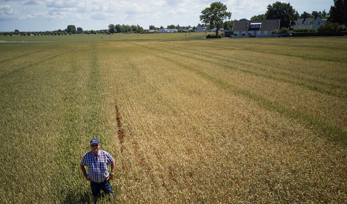 Årets torka är den värsta som lantbrukaren Lars Albinsson i Fjelje har varit med om. Foto: Andreas Hillergren/TT