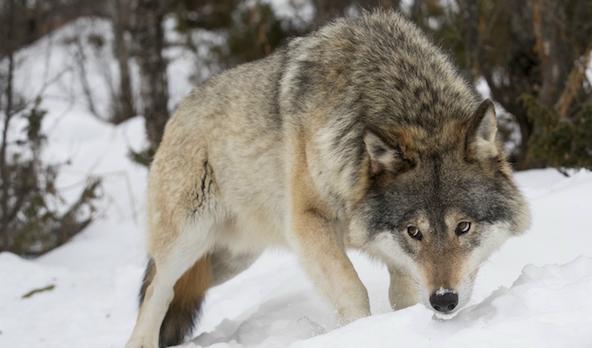 
I Norge planerar man att skjuta upp emot 30 vargar i vinter. Foto: Heiko Junge/Arkivbild                                            
