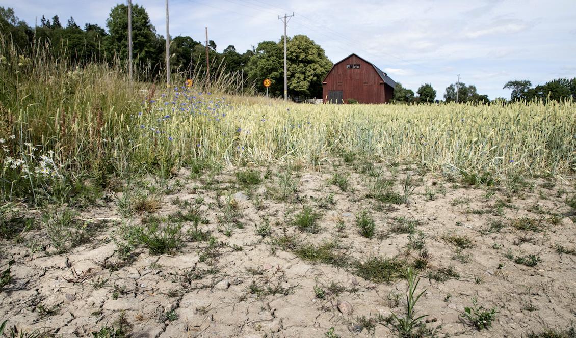 En torr veteåker i Täby. Efter den långvariga torkan ser årets skördar ut att bli 30 procent mindre. Foto: Christine Olsson/TT