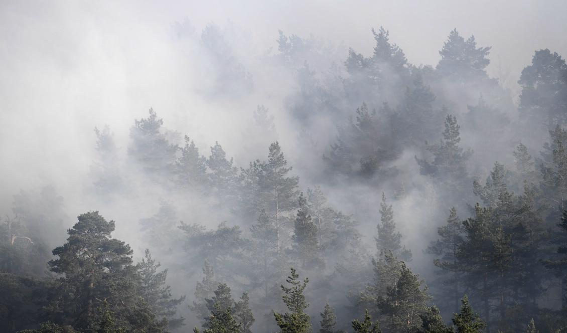 
Många skogsbränder drabbar just nu Sverige. Bilden är från en brand i Nacka i mitten av juni. Foto: Henrik Montgomery/TT                                            