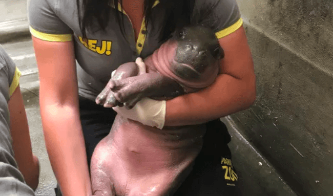 
Veterinär och djurparkschef Anita Burkevica genomför hälsokontroll på Parken Zoos nyfödda dvärgflodhästunge. Foto: Parken Zoo                                            
