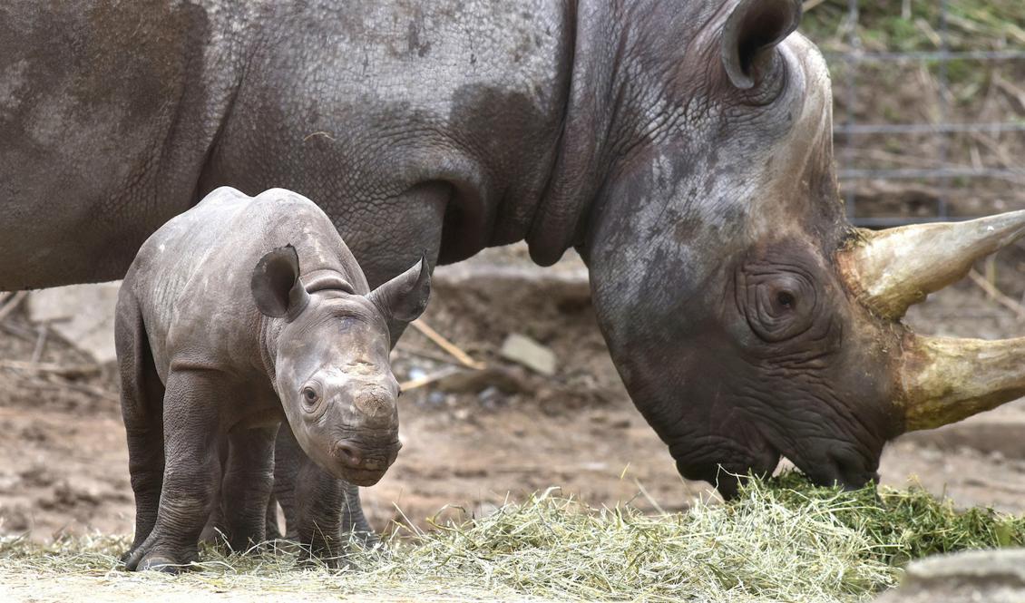 
En fyra veckor gammal noshörning med sin mamma Aziz. Dessa två lever dock på en djurpark i Pittsburgh, USA. Foto: Darrell Sapp/AP/TT/Arkivbild                                            
