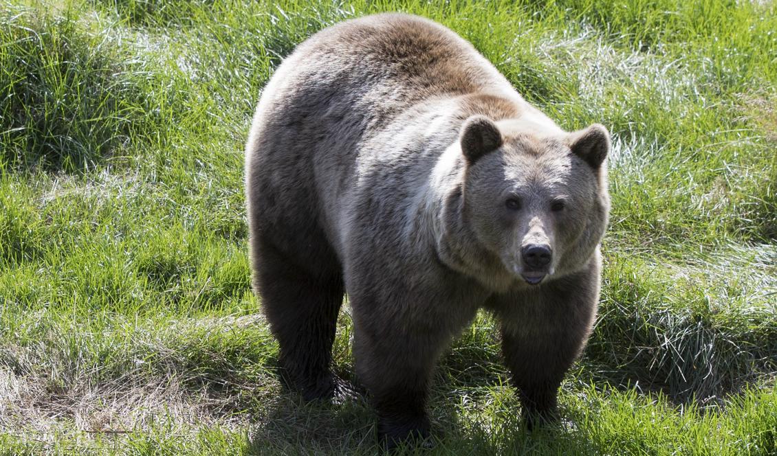 I helgen har två björnar skjutits efter att ha angripit älgjägare. Foto: Berit Roald/NTB Scanpix/TT-arkivbild