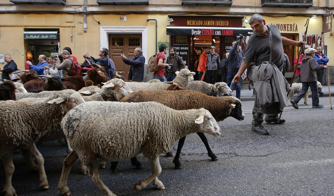 Djurisk framfart på Madrids gator. Foto: Paul White/AP/TT