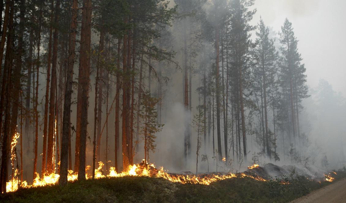 Skogsbranden vid Kårböle strax utanför Ljusdal var en av de större bränderna som härjade i somras. Foto: Mats Andersson/TT-arkivbild