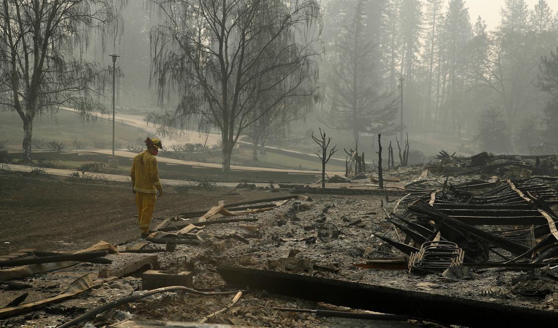 En brandman söker igenom ett område efter den så kallade Camp Fire-branden. Foto: John Locher/AP/TT