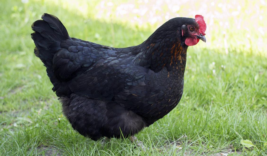 





Bland alla de vita kycklingarna fanns en som var svart. När den blev större värpte den många fler ägg än de andra.                                                                                                                                                                                                                                                                                