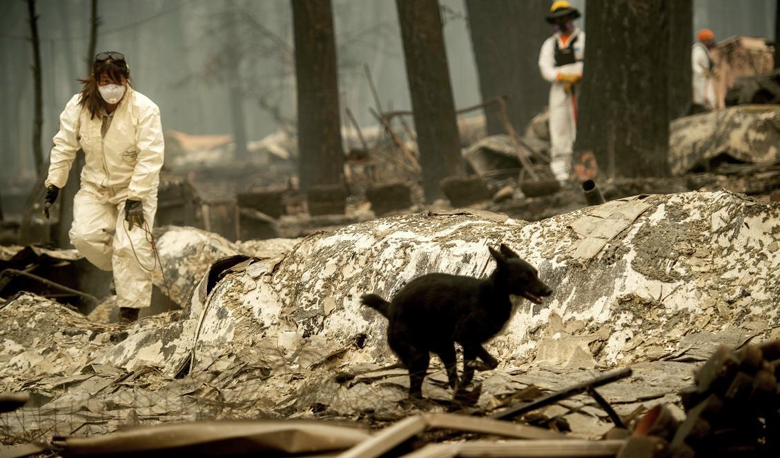 Sökinsatser arbetar där den så kallade Camp Fire-branden dragit fram. Foto: Noah Berger/AP/TT-arkivbild