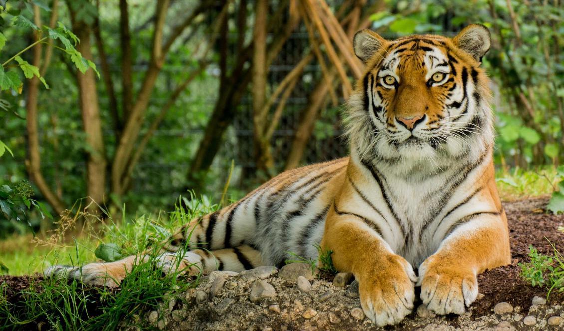 

Enligt gamla legender kan du känna dig säker när du möter en tiger om du har rent samvete.                                                                                                