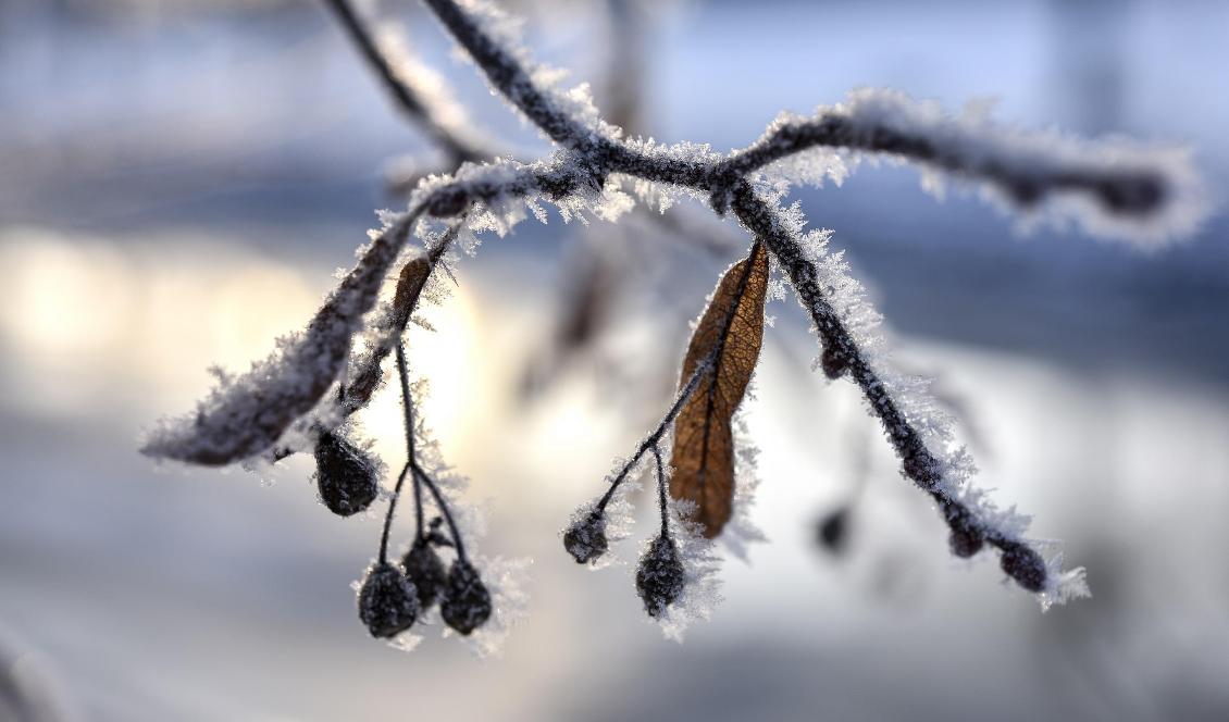 Det väntas minusgrader veckan ut i stora delar av landet – och i norr slår kylan till ordentligt. Foto: Anders Wiklund/TT-arkivbild