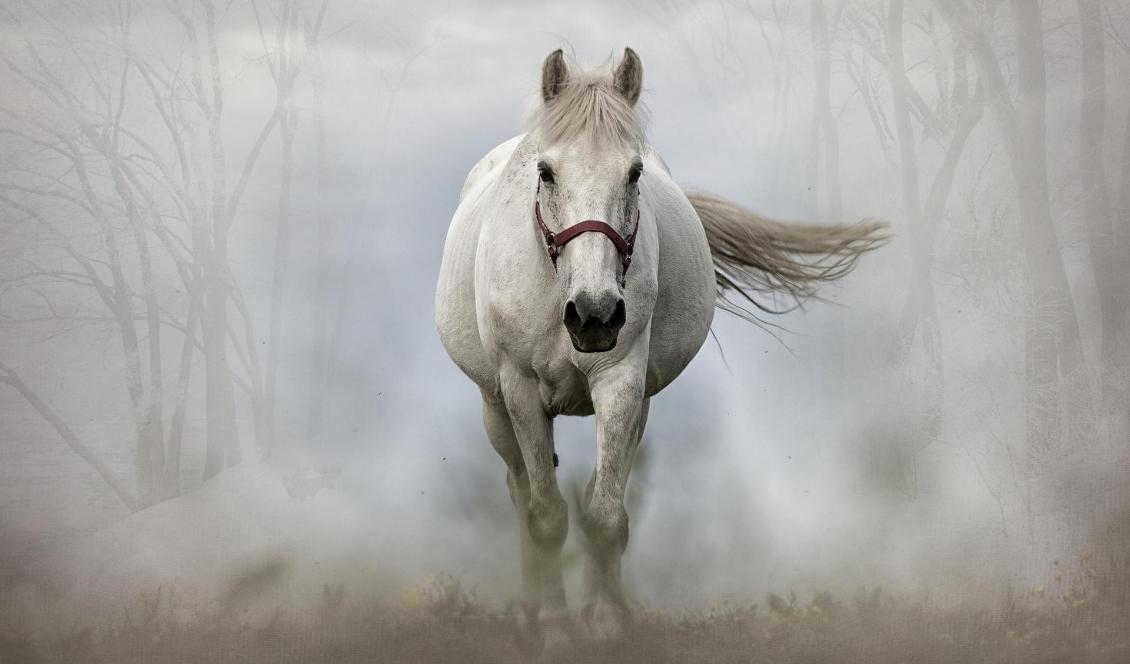 

En vit häst spelar en viktig roll i den här historien.                                                                                                