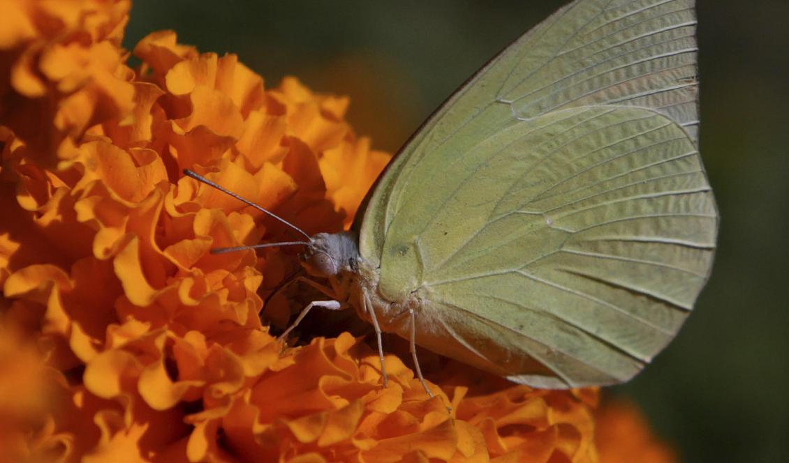 
Många arter av fjärilar på jorden befinner sig i fara. Foto: K.M. Chaudary/TT                                                