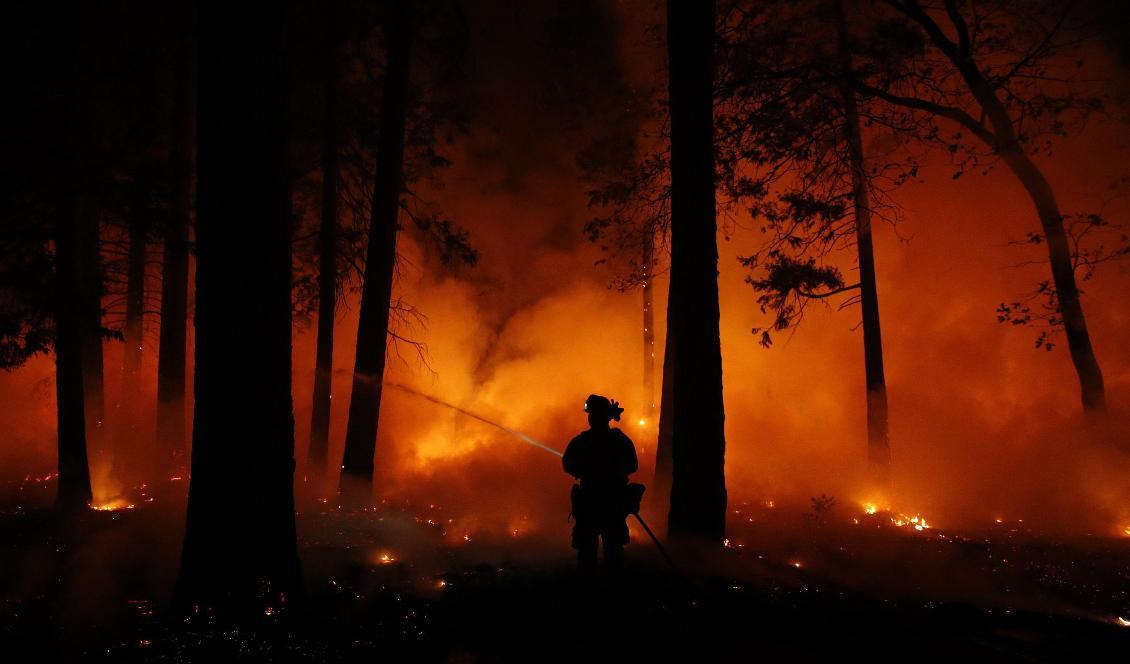 Risken för skogsbränder ökar i och med det soliga vårvädret. Foto: John Locher/TT-arkivbild