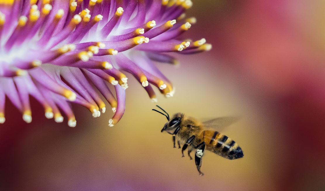 
Bin gör mycket nytta för människan. Förutom att de pollinerar så att vi kan få mat så kan vi använda deras produkter i mat och som medicin.                                            