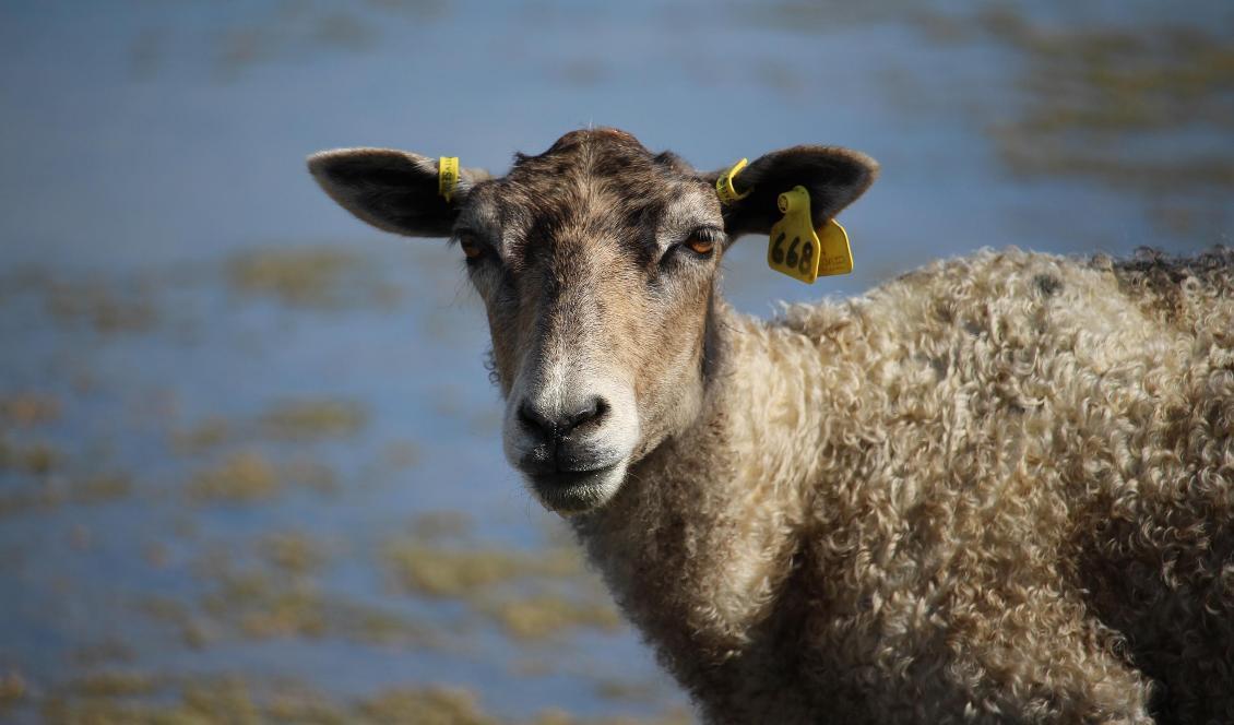
Ett tiotal fårkadaver har dumpats i Perstorp i Skåne, enligt polisen. Foto: Susanne W Lamm/Epoch Times-arkivbild                                                
