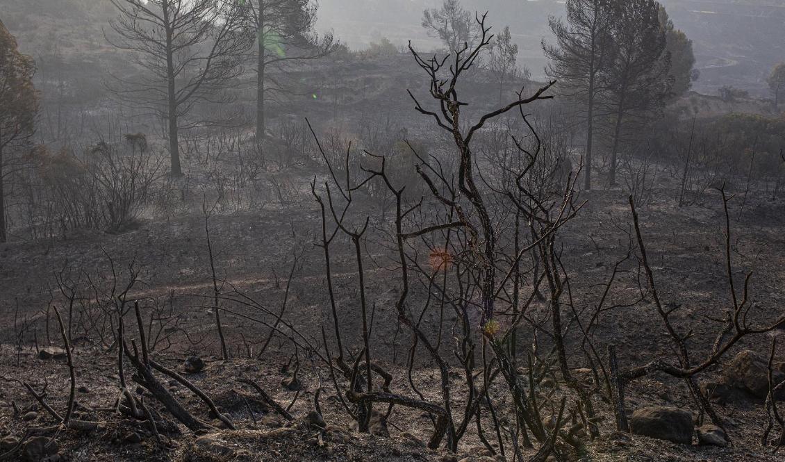 Bränderna har hittills förstört 5 500 hektar. På bilden en eldhärjad skog nära staden Tarragona. Foto: Jordi Borras/AP/TT