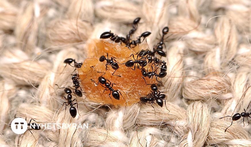 Myror som festar loss på en matsmula, inte helt ovanligt i våra hem.  Foto: Matt Bertone/handout/TT-arkivbild