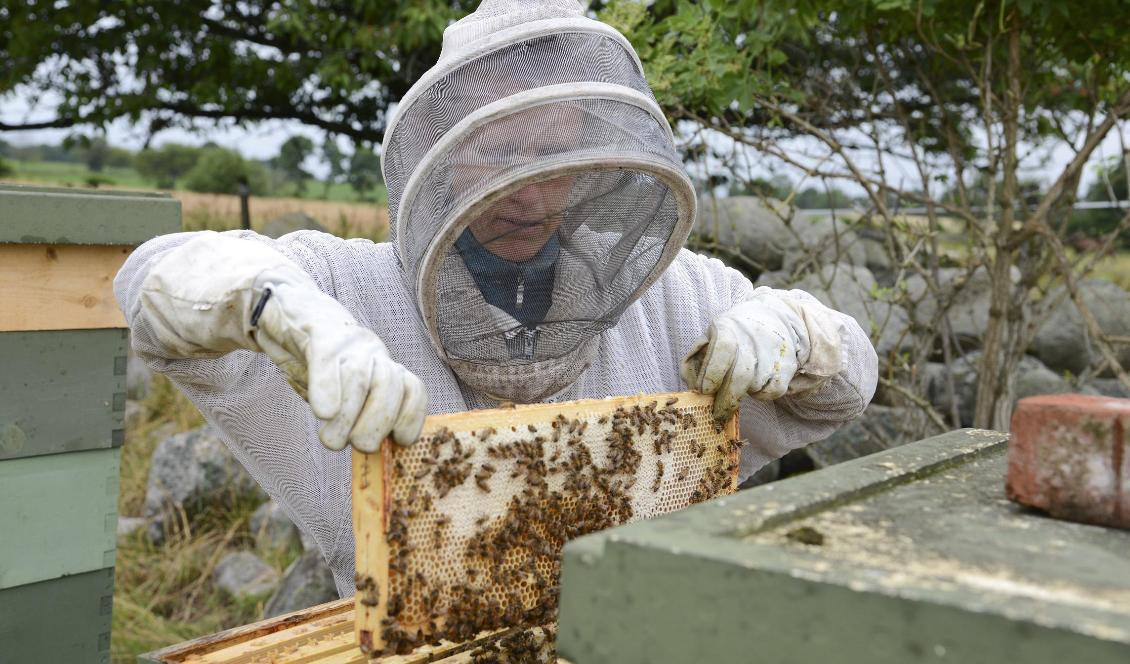 Honungsproduktion pågår i Sillaröd på skånska Österlen. Foto: Anna Karolina Eriksson/TT