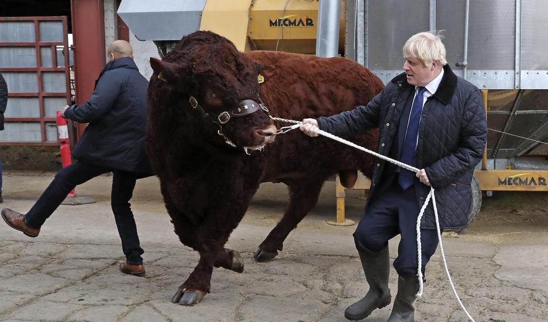 Premiärminister Boris Johnson tampas med en tjur på besök i Skottland på fredagen. Foto: Andrew Milligan/PA/AP/TT