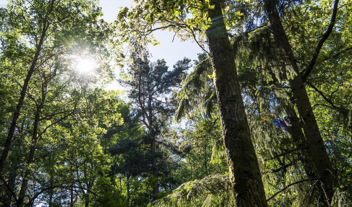 Doften av park- och skogmiljö är avstressande, enligt ny forskning. Foto: Lars Pehrson/SvD/TT-arkivbild