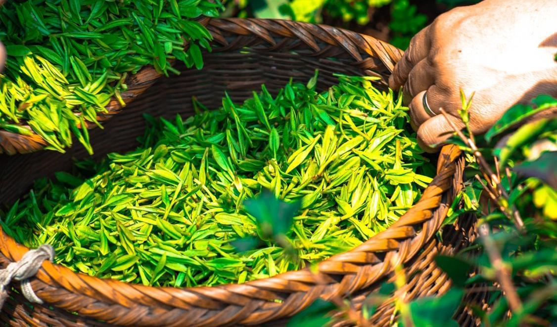 


Grönt te har en särskild egenskap som kan hjälpa antibiotika att ta sig an bakterier som annars är resistenta. Foto: Ascyrafft Adnan                                                                                                                                                
