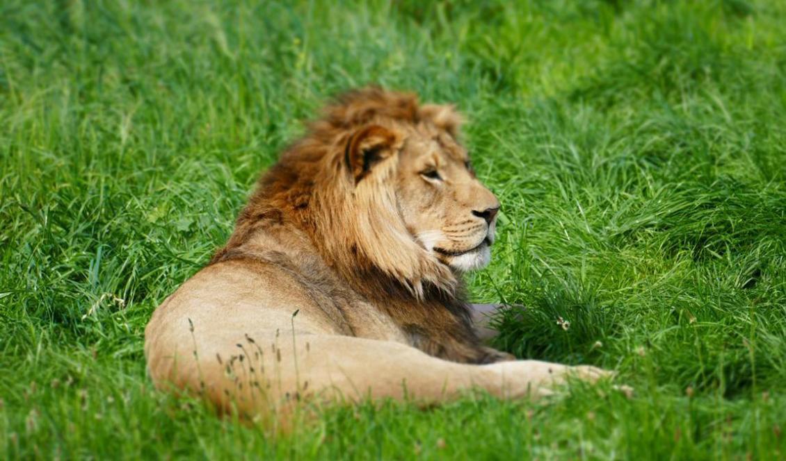 





Det goda lejonet Aslan i berättelserna om Narnia spelade en stor roll och kom och gick genom tiderna. Foto: Eleonora Patricola                                                                                                                                                                                                                                                                                                