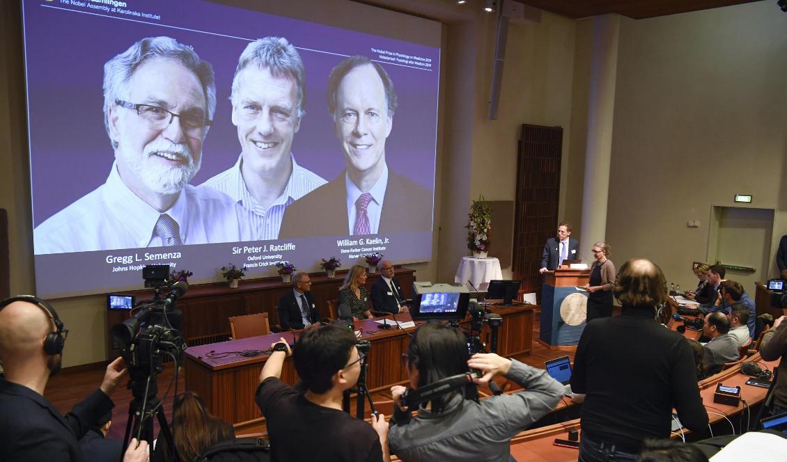 Nobelkommitténs ordförande Thomas Perlmann presenterar pristagarna Gregg L Semenza, Sir Peter J Ratcliffe och William G Kaelin Jr. Foto: Pontus Lundahl/TT