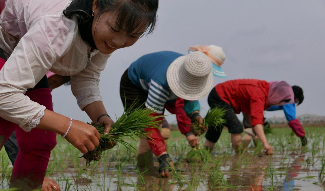 Nordkoreanska lantbrukare planterar ris på denna bild från maj i år. Foto: AP/TT-arkivbild