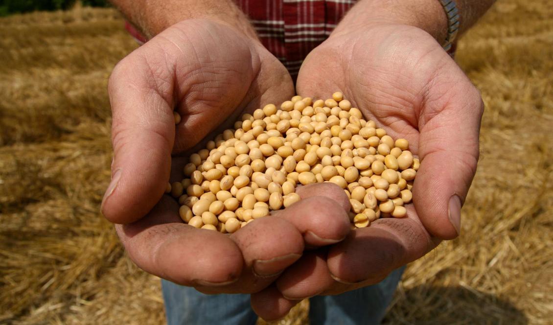 Sojabönor är en av produkterna som Kina säger att man börjat köpa mer av från USA. Foto: Dan Gill/AP/TT-arkivbild