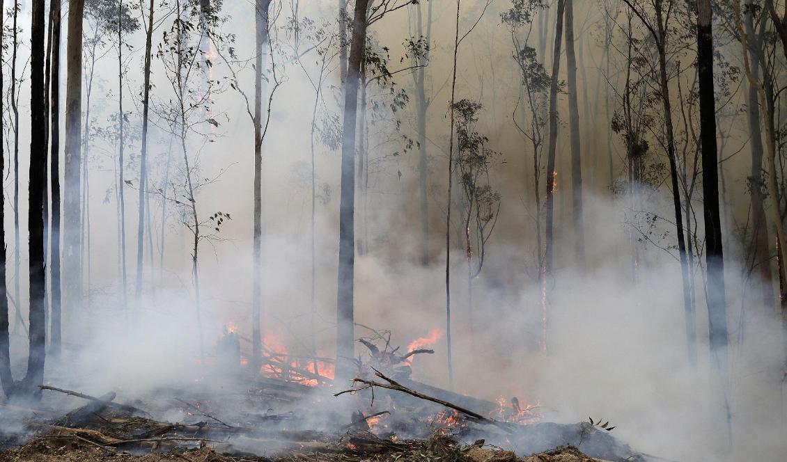 Delar av östra Australien ser fram emot regn som spås komma senare i veckan. Här en brand i Bodalla som räddningstjänsten har under kontroll. Bild från i söndags. Foto: Rick Rycroft/AP/TT