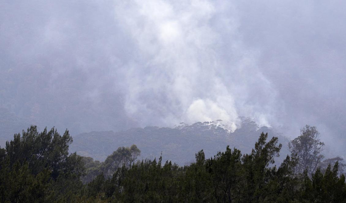 

Rök från en brand utanför Cobargo i New South Wales i söndags. Regnoväder har fått flera bränder att avta i styrka. Foto: Rick Rycroft/AP/TT                                                                                                
