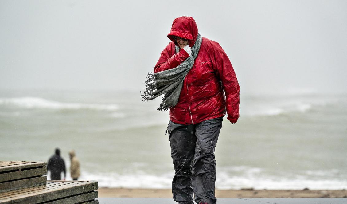 En person i Klitmøller i nordvästra Danmark promenerar på stranden under stormen Ciara. Bild från 9 februari. Foto: Henning Bagger/Ritzau/AP/TT