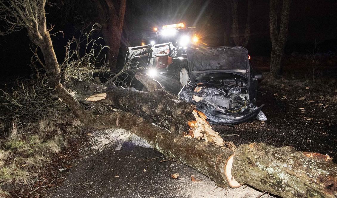 Ett stormfällt träd röjs undan efter att en personbil kört in i det på söndagskvällen. Ingen person skall ha skadats i olyckan. Foto: Johan Nilsson/TT