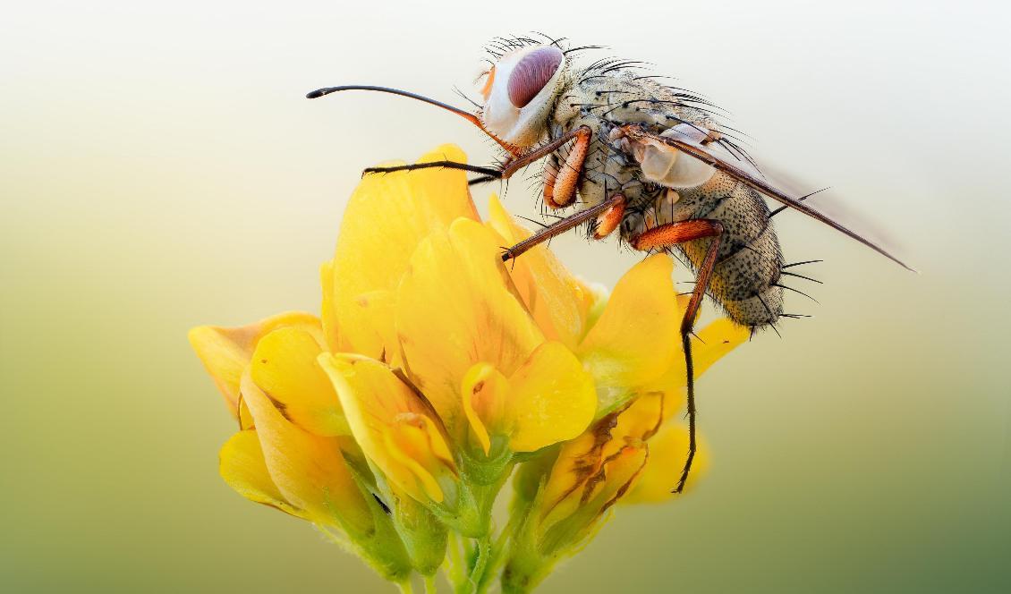 Tvåvingar, som myggor och flugor, är den vanligaste insekten i Sverige och står för tre fjärdedelar av alla insekter i landet. På bilden syns en fluga. Foto: John Hallmén