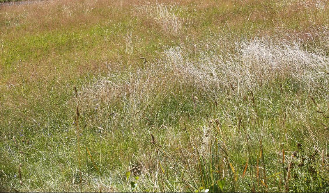 
Risk för gräsbänder i stora delar av Götaland och Svealand. Foto: Lisa Åserud/NTB Scanpix/TT-arkivbild                                                